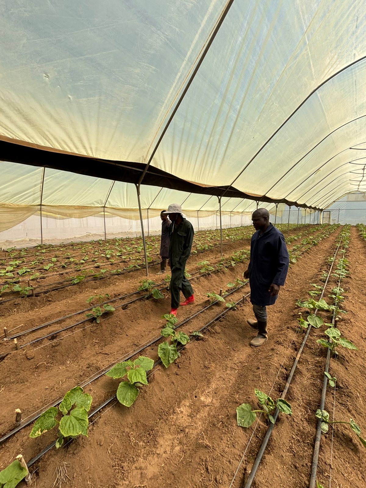 Two agronomists inspecting a newly transplanted crop