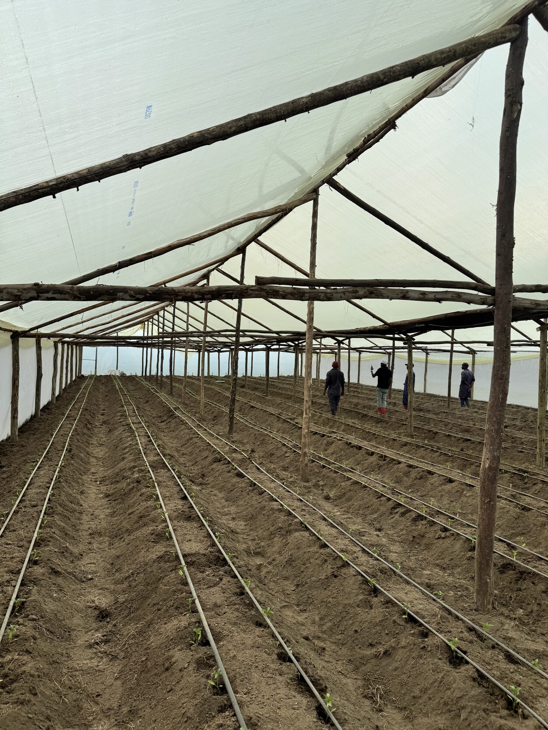 Drip irrigation lines running the length of a prepared greenhouse bed
