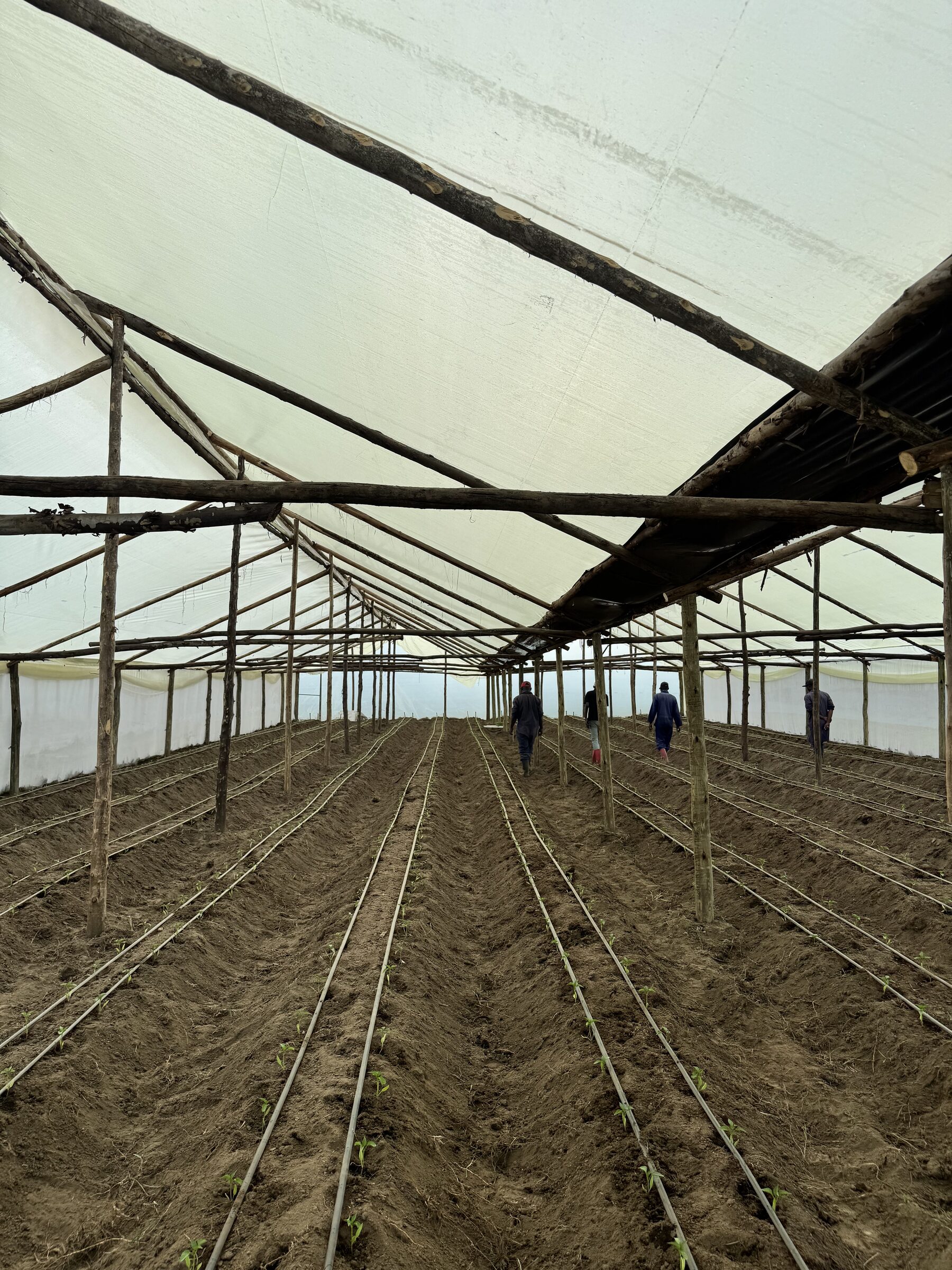 A newly prepared greenhouse with drip lines laid before planting