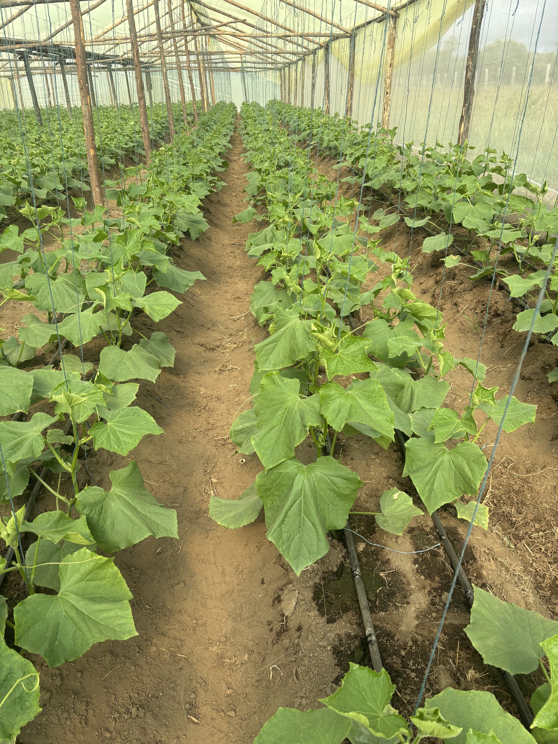Young cucumber plants establishing along the drip lines