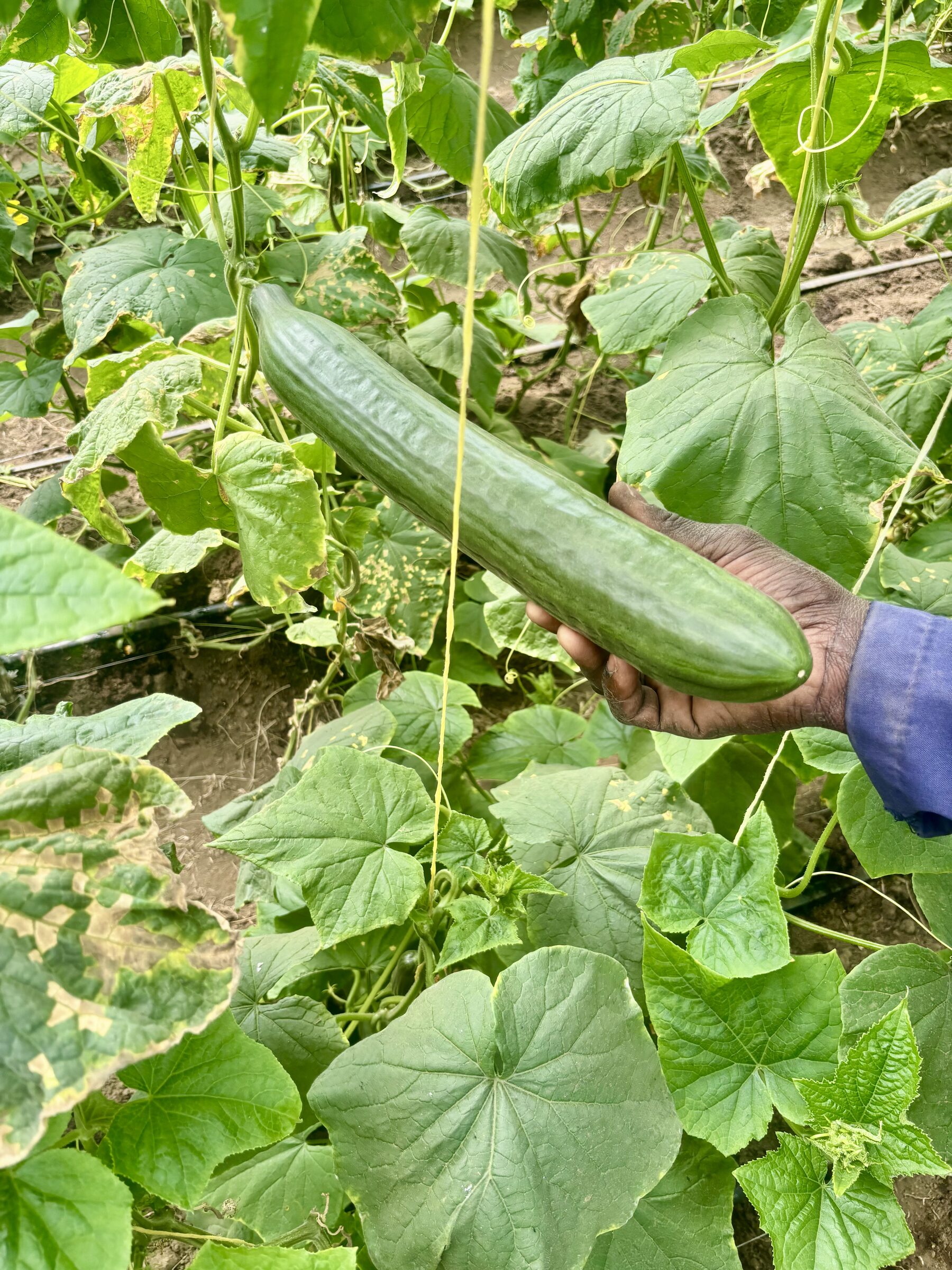 A long greenhouse cucumber held up beside the vine it grew on