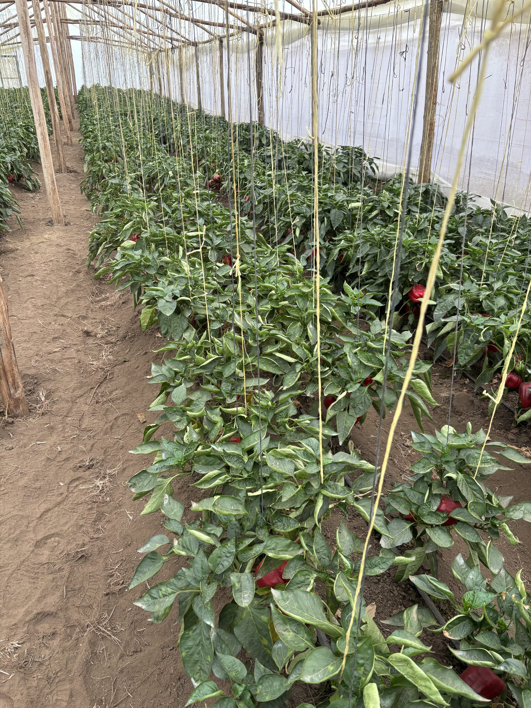 Trellised capsicum growing under greenhouse cover