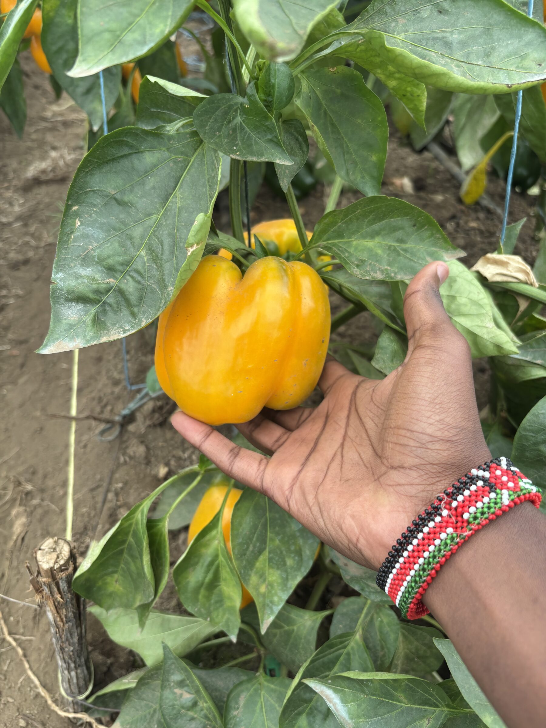 A ripe yellow bell pepper picked from the vine