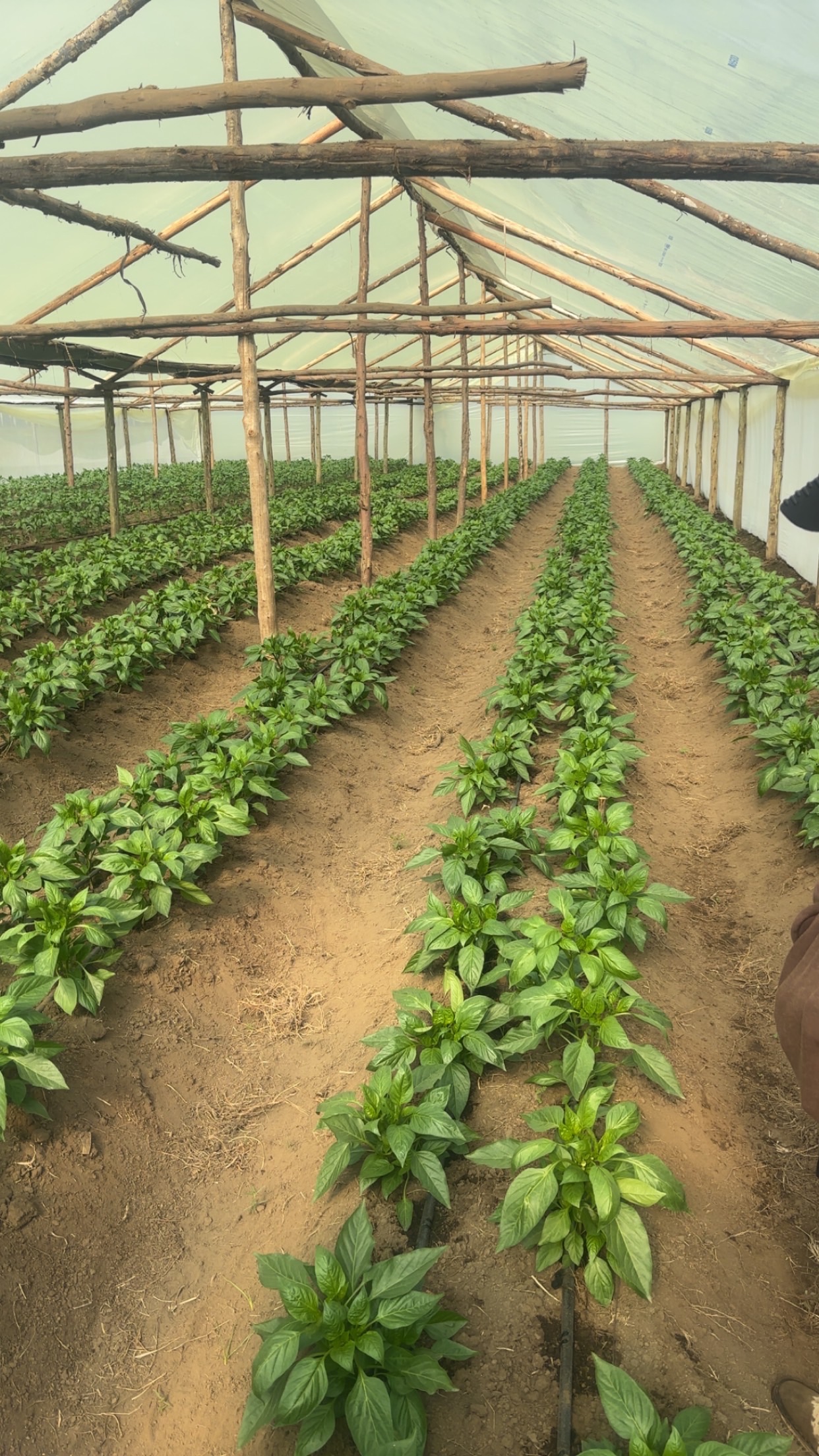 Even rows of young capsicum seedlings running the length of a tunnel