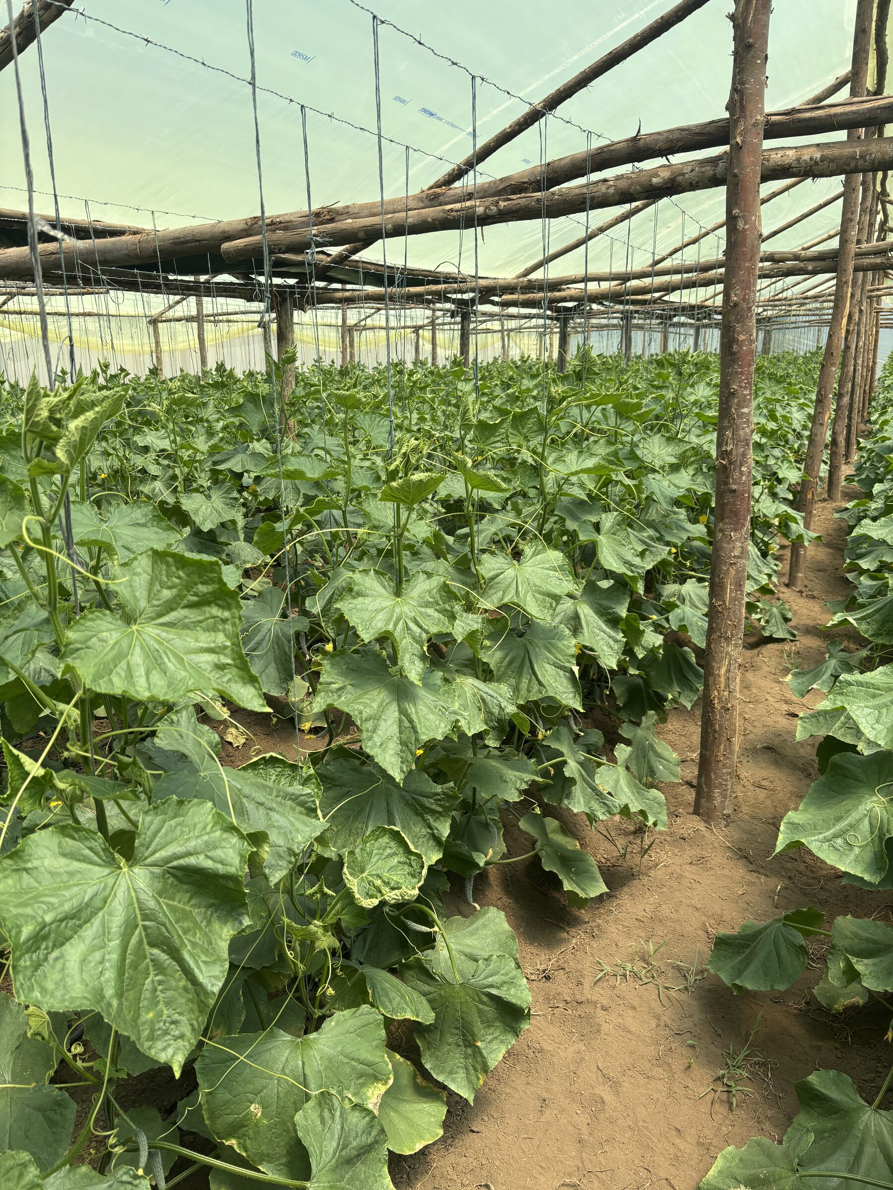 A full cucumber canopy trained up the greenhouse trellis