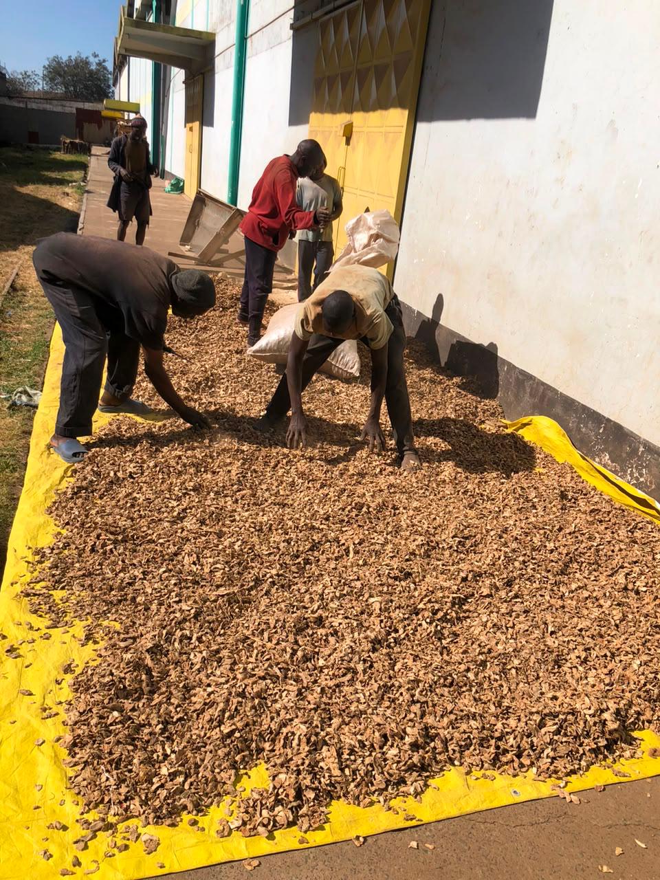 Commodity produce prepared for trade