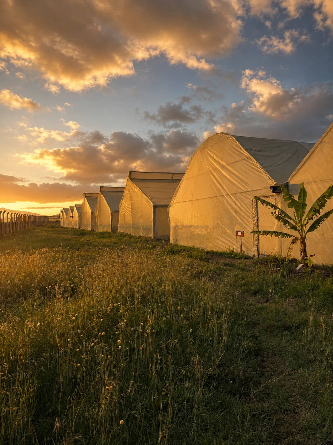 Chasing Sun greenhouse tunnels and fields in warm golden-hour light